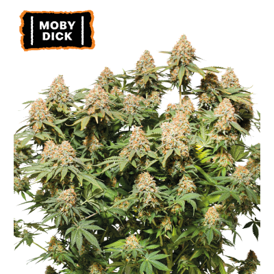 Seedstockers - Moby Dick