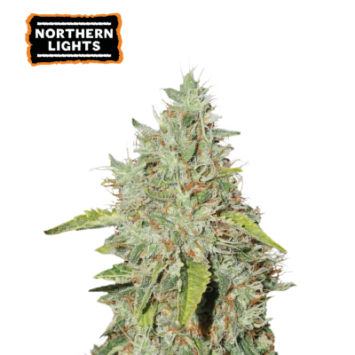 Seedstockers - Northern Lights