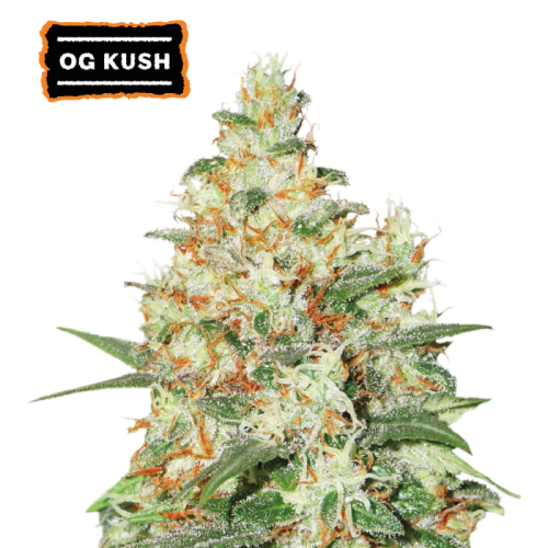 Seedstockers - O.G. Kush Auto