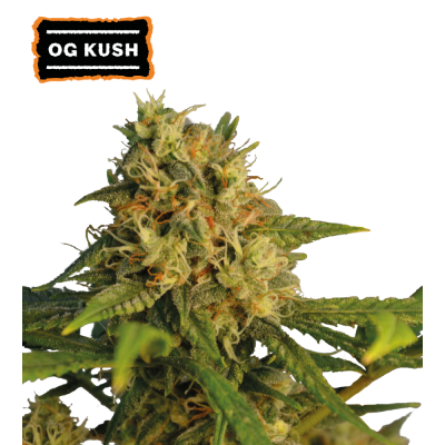 Seedstockers - O.G. Kush