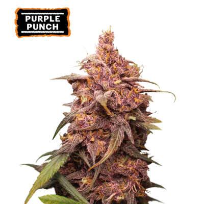 Seedstockers - Purple Punch