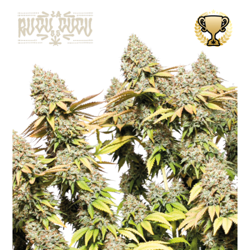 Seedstockers Superior - Rucu Cucu OG Auto