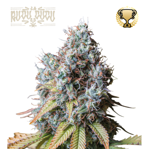 Seedstockers Superior - Rucu Cucu OG