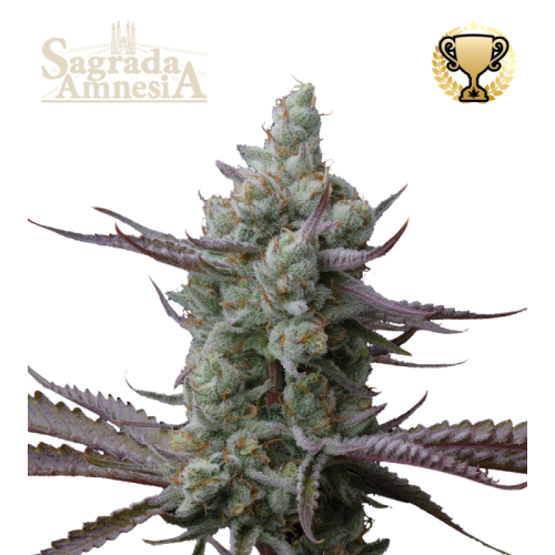 Seedstockers Superior - Sagrada Amnesia