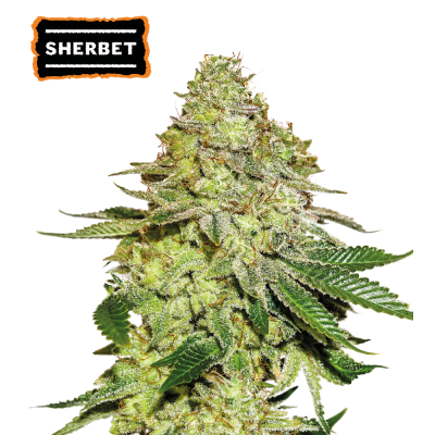 Seedstockers - Sherbet