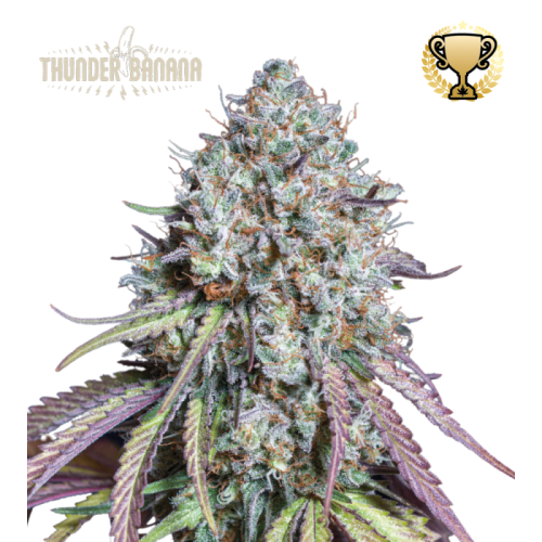Seedstockers Superior - Thunder Banana
