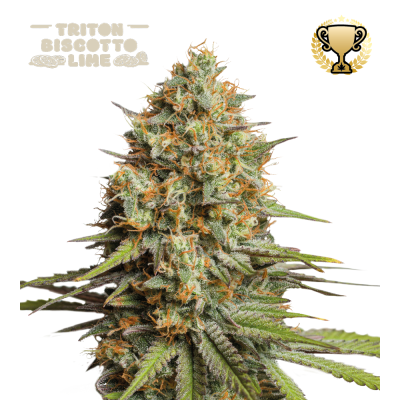 Seedstockers Superior - Triton Biscotto Lime Auto