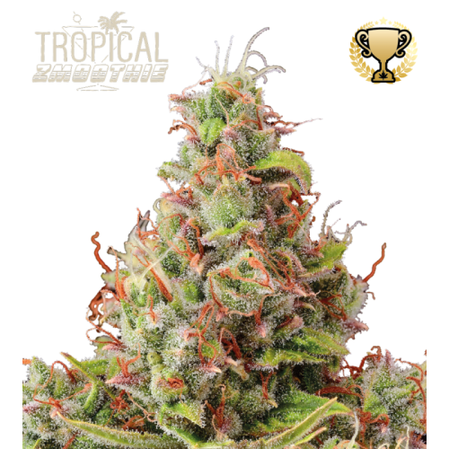 Seedstockers Superior - Tropical Zmoothie Auto