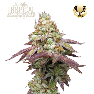 Seedstockers Superior - Tropical Zmoothie
