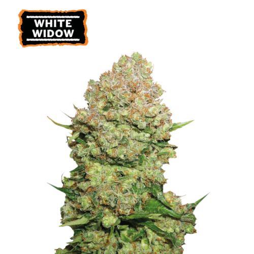 Seedstockers - White Widow