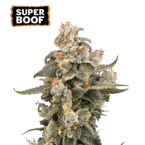 Seedstockers - Super Boof Auto