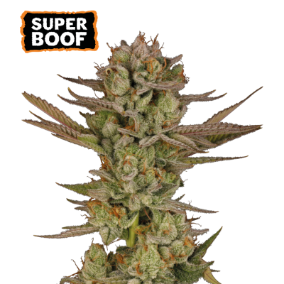 Seedstockers - Super Boof