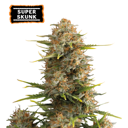 Seedstockers - Super Skunk Auto