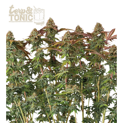 Seedstockers Superior - Terp & Tonic Auto