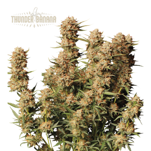 Seedstockers Superior - Thunder Banana Auto
