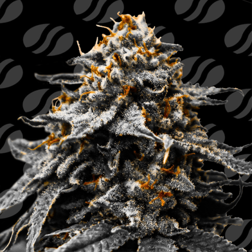 Original Sensible Seeds - Twilight Zlush Auto