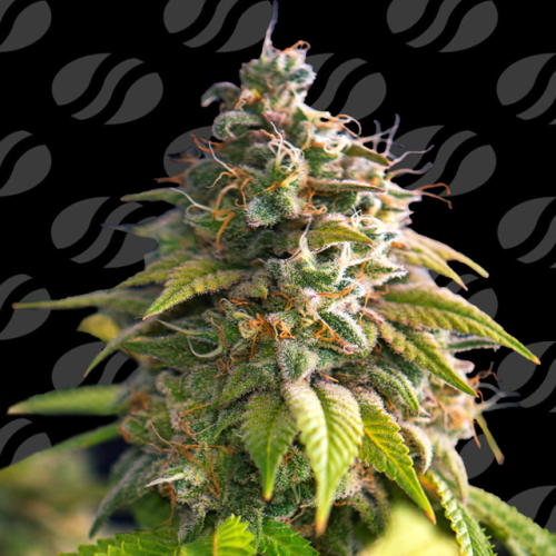 Original Sensible Seeds - Citrus Slurp
