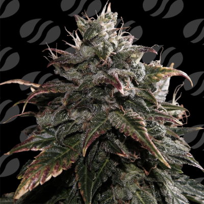 Original Sensible Seeds - Papaya Stank