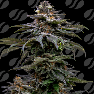 Original Sensible Seeds - Purple Overload