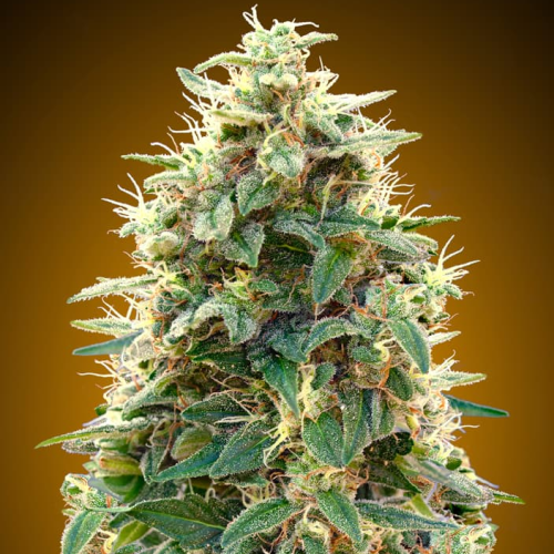 00 Seeds Bank - Auto 00 Cheese