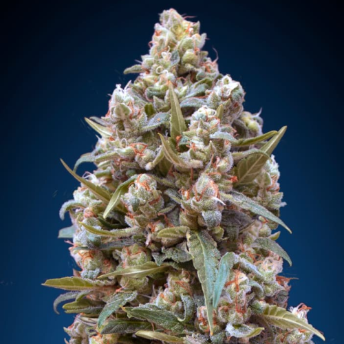 00 Seeds Bank - 00 Kush