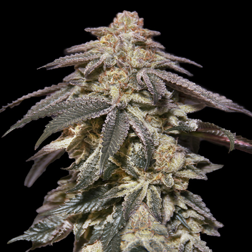 00 Seeds Bank - Auto Apple Bananas