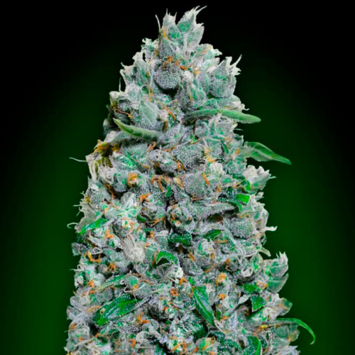 00 Seeds Bank - Auto Afghan Mass XXL