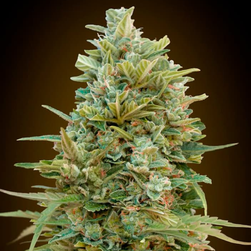 00 Seeds Bank - Auto Do-Si-Dos Cookies