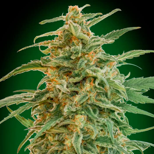 00 Seeds Bank - Auto Gorilla