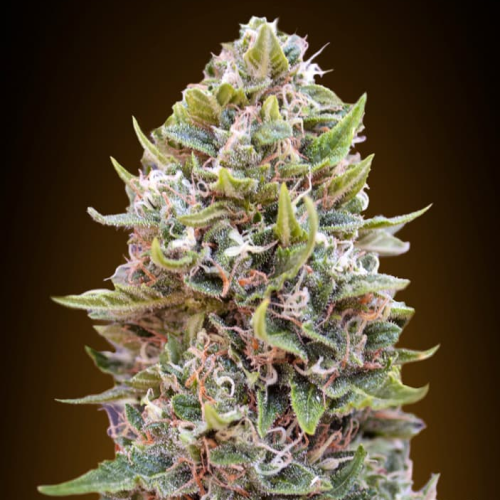 00 Seeds Bank - Auto Cheese Berry