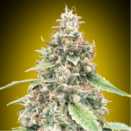 00 Seeds Bank - Auto Lemon OG