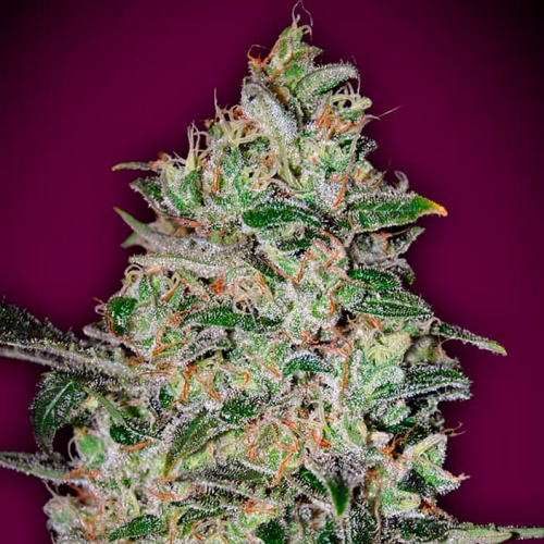 00 Seeds Bank - Bubble Gum Fast