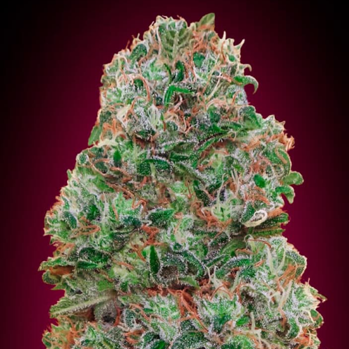 00 Seeds Bank - Bubble Gum