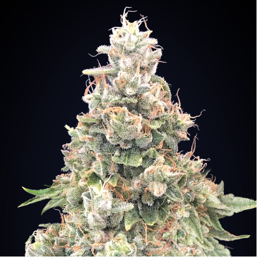 00 Seeds Bank - California Kush Fast
