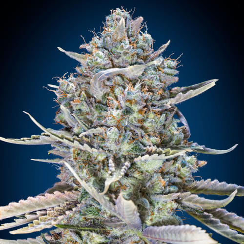 00 Seeds Bank - Blue Dream Fast