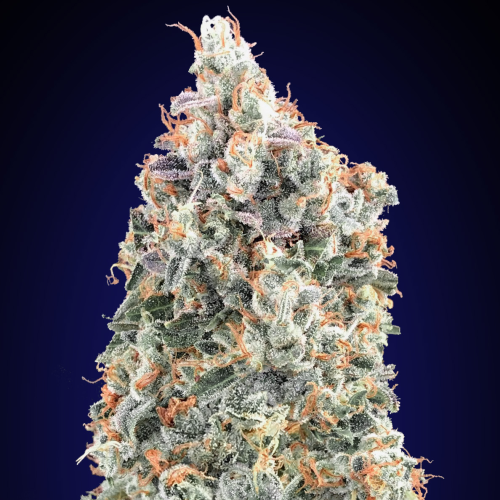 00 Seeds Bank - Blueberry Fast