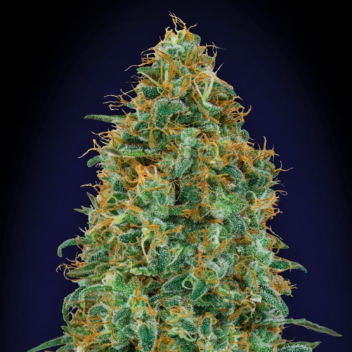 00 Seeds Bank - Blueberry
