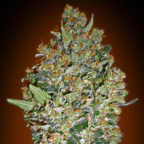 00 Seeds Bank - Cheese Berry
