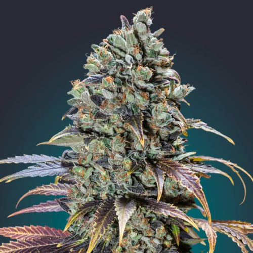 00 Seeds Bank - Chocolate Cream