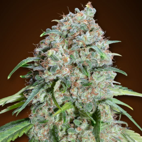 00 Seeds Bank - Chocolate Skunk CBD