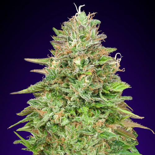 00 Seeds Bank - Critical Poison Fast