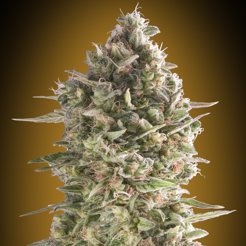 00 Seeds Bank - Do-Si-Two Cookies (Do-Si-Dos Cookies)