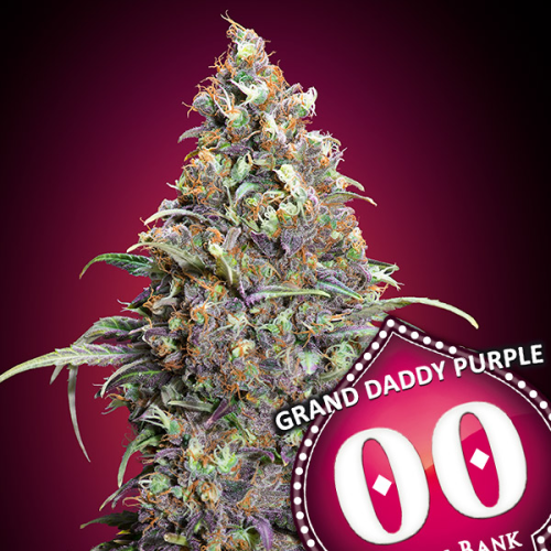 00 Seeds Bank - Grand Daddy Purple