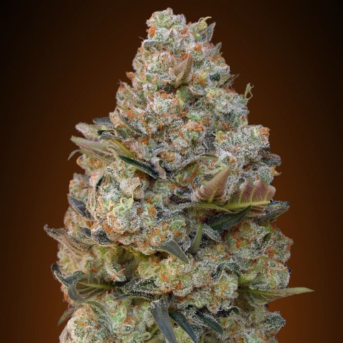 00 Seeds Bank - Chocolate Skunk