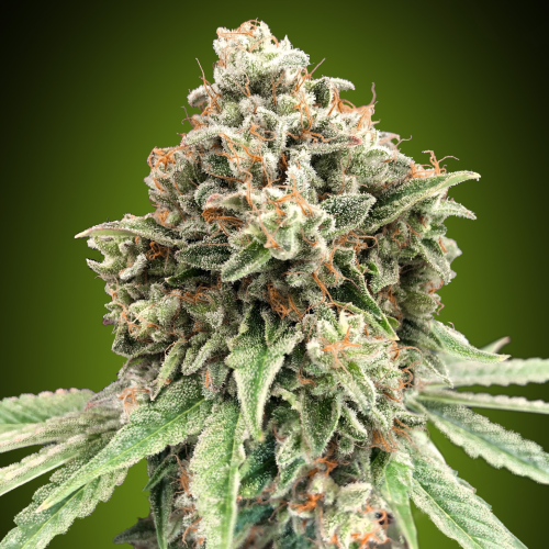 00 Seeds Bank - Sweet Critical Fast