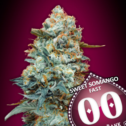 00 Seeds Bank - Sweet Somango Fast