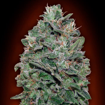 00 Seeds Bank - Sweet Somango