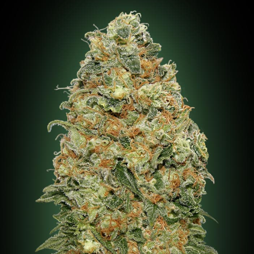 00 Seeds Bank - White Widow