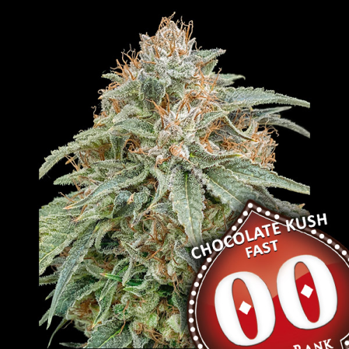 00 Seeds Bank - Chocolate Kush Fast