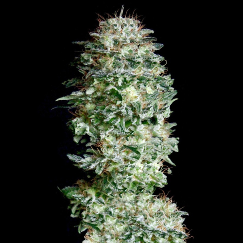 Absolute Cannabis Seeds - Absolute Herer